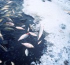 fish-kill-pollution_w725_h477