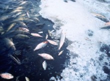 fish-kill-pollution_w725_h477
